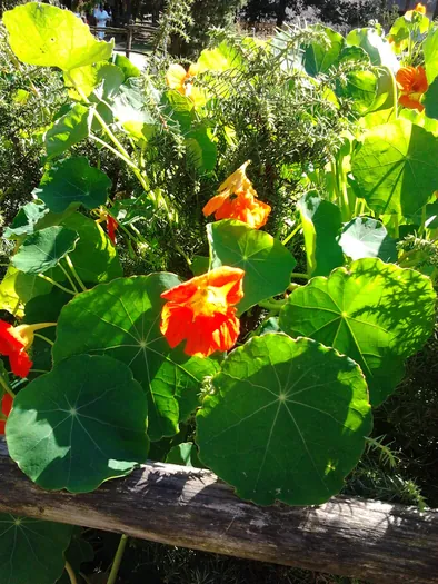 Openluchtmuseum Bokrijk (België)